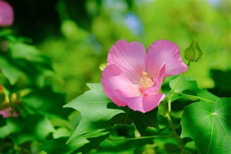 芙蓉樹|フヨウ（芙蓉）とは？育て方・栽培方法